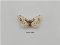 藏品(尺蛾222)的圖片